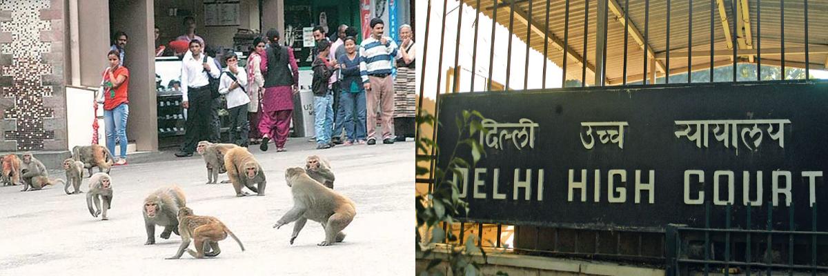HC’s poser to ‘ill-equipped’ AAP govt : ‘Think of an alternative to catch monkeys’