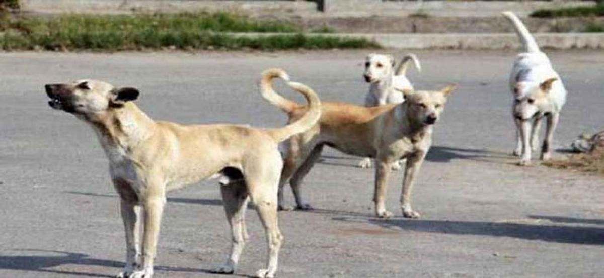 Dog bite complaints in Secunderabad fall to half compared to last year