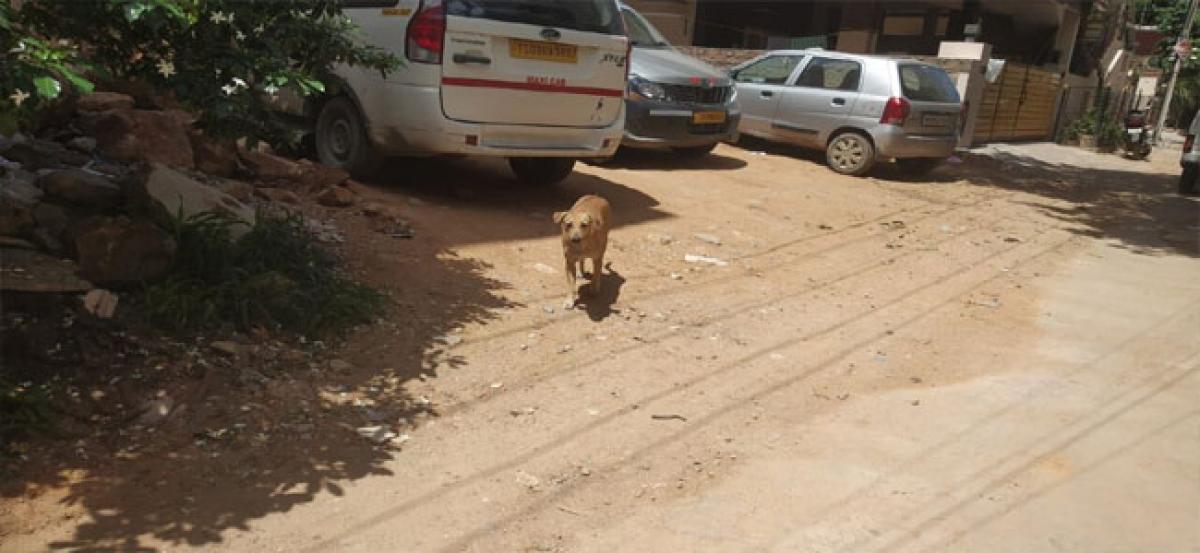 Stray dog menace in Dharmareddy Colony