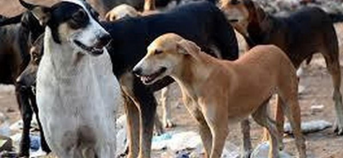 Sitapur dog menace: SC to hear matter on June 8