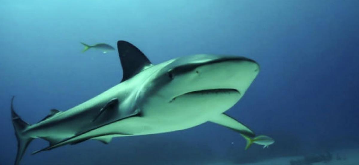 Sharks like jazz music: Study