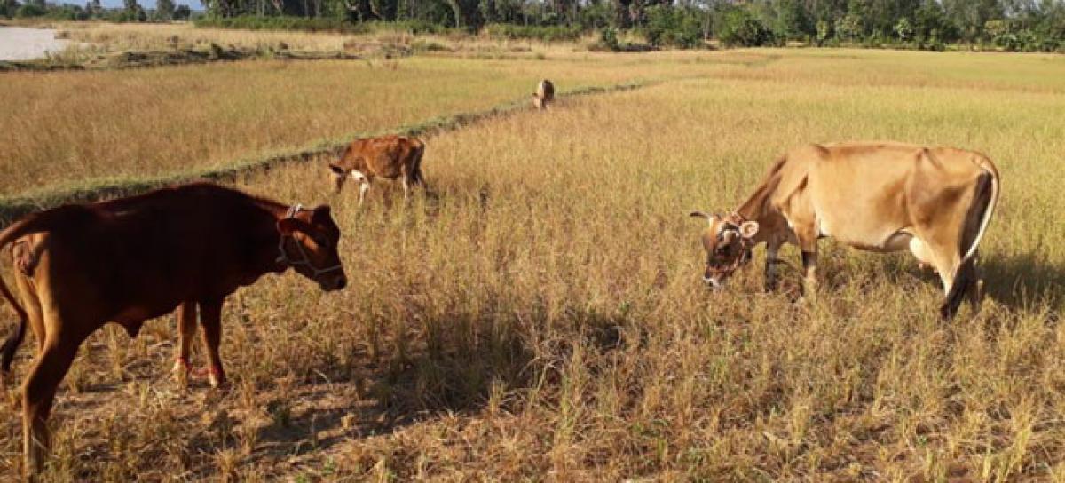 26 mandals in grip of drought in Vizianagaram