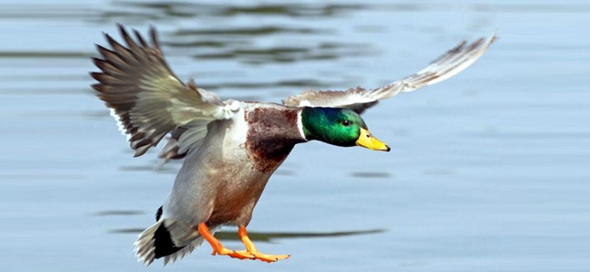 Did you know high-flying duck species reaches 22,000 ft to cross Himalayas?