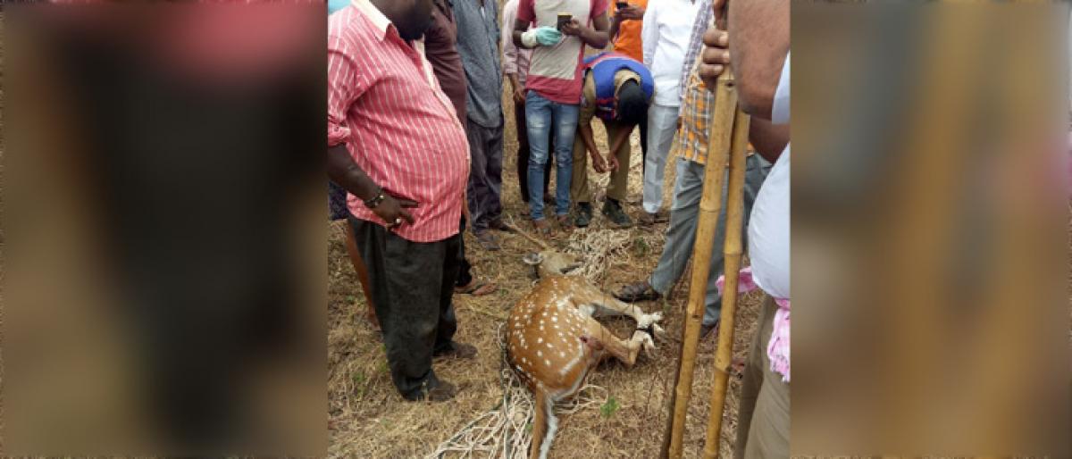 Farmers rescue spotted deer from pack of dogs