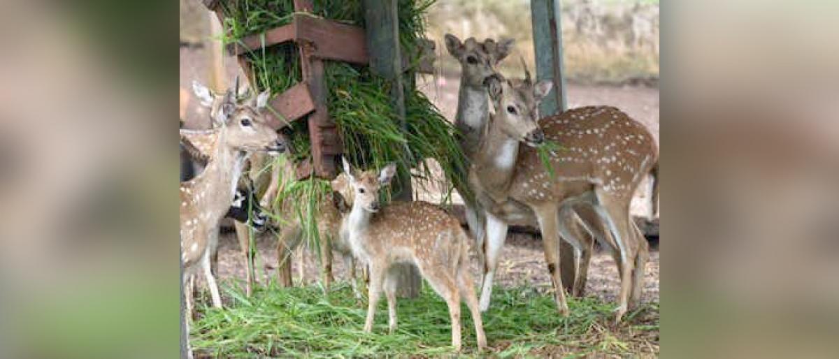 31 deer die in TN park due to high intake of subabul leaves