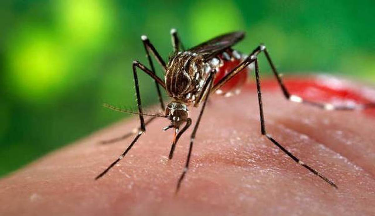 Herbal drug for dengue – Scientific or Dangerous