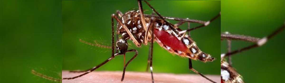 Dengue cases in Karnataka drop down after four years