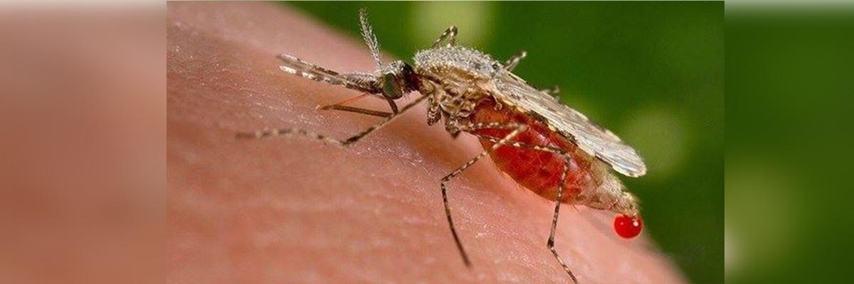 Spike in dengue cases