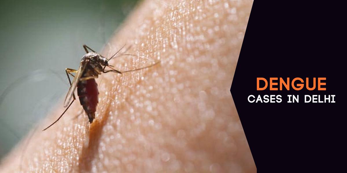 Dengue Cases In Delhi Rise To 2,800 Till December 22