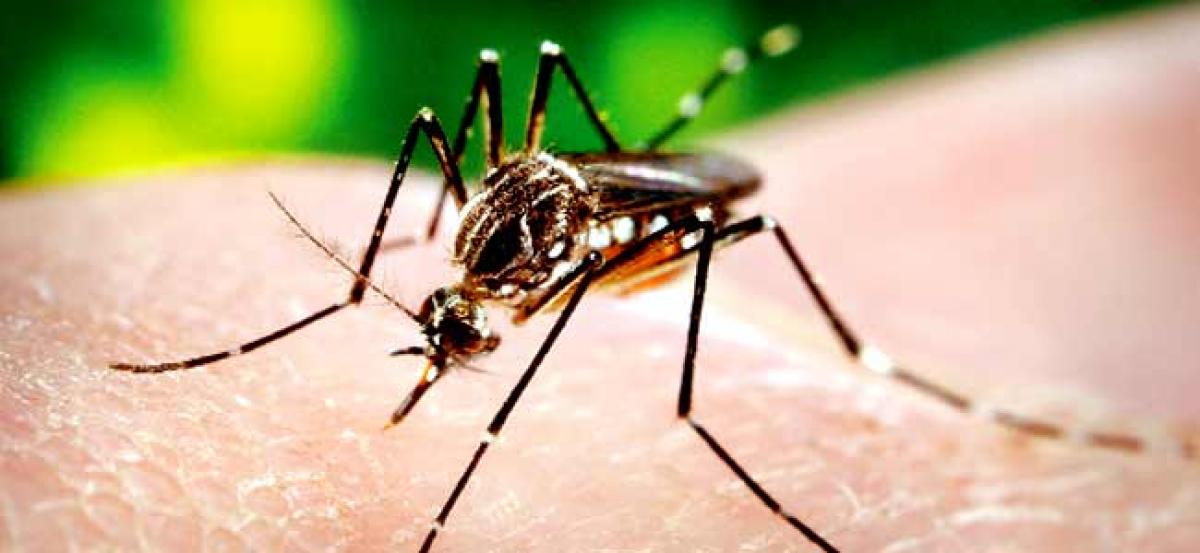 Dengue cases on the rise