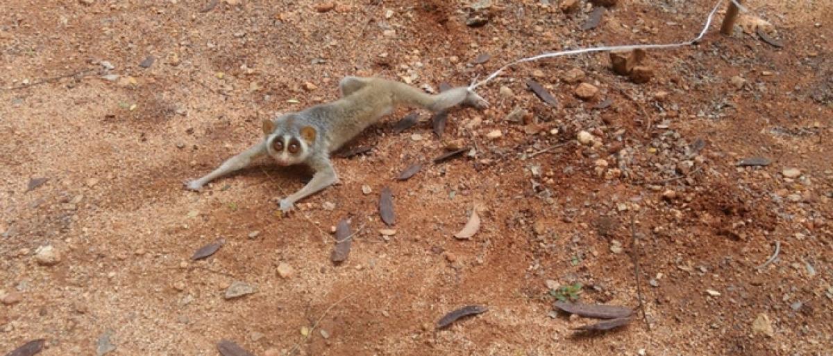 Endangered slender loris spotted