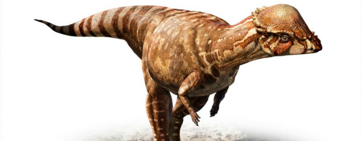New species of human-sized dinosaur discovered