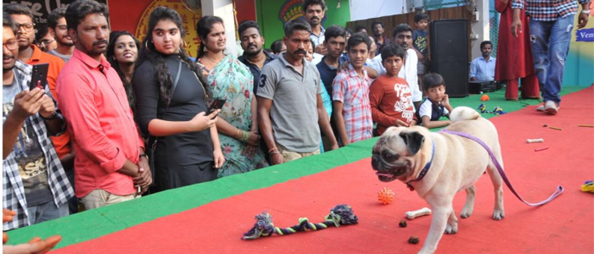 150 dogs take part in pet show
