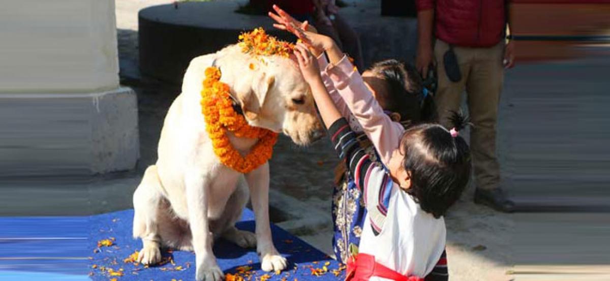 Dogs in Nepal get VIP treatment on second day of Tihar