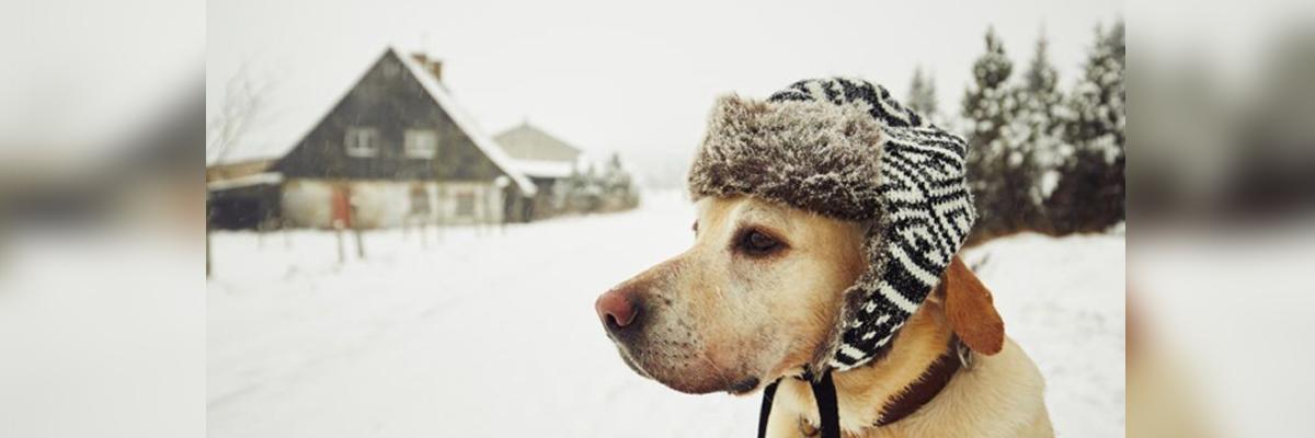 Simple ways to keep pets warm in winter