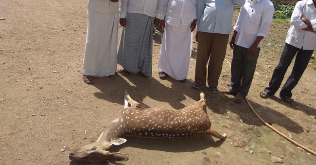 Dogs maul spotted deer to death