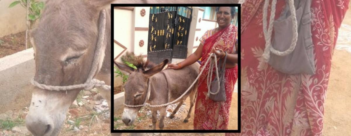How about drinking donkey milk for delaying ageing?
