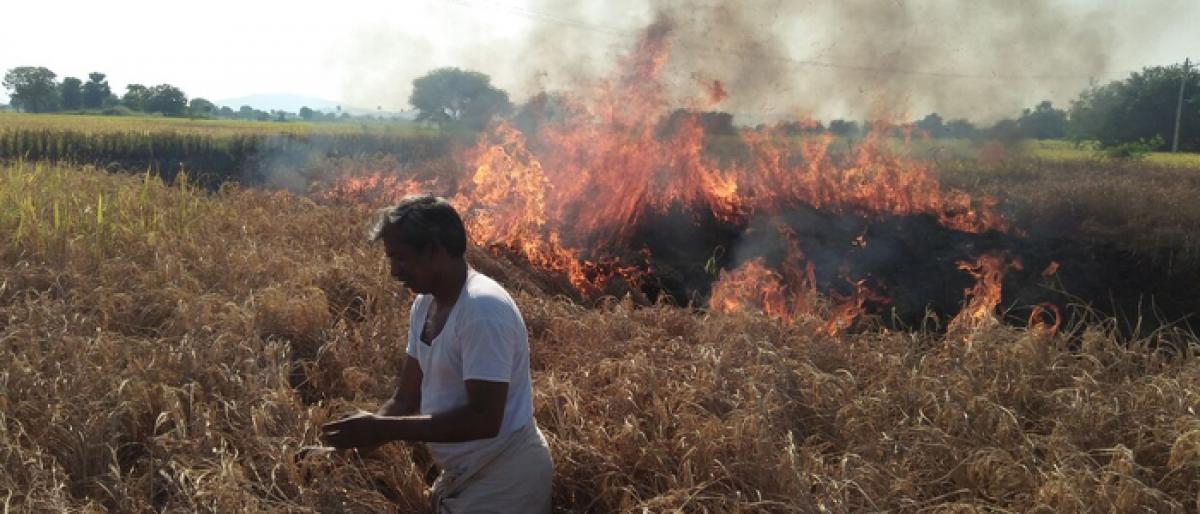 Dejected farmer sets fire to paddy crop