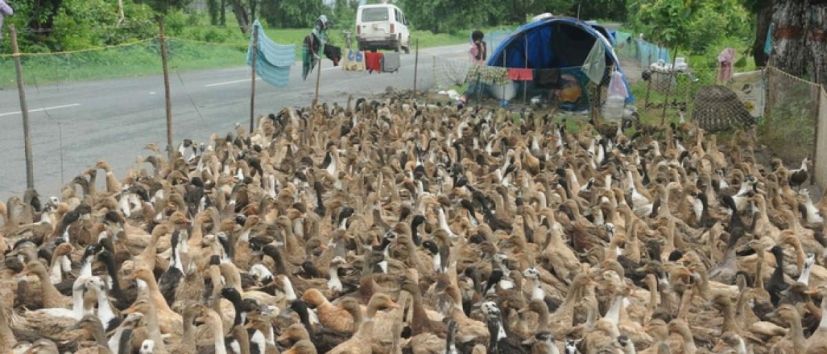 Now, AP ducks wade into Telangana territory