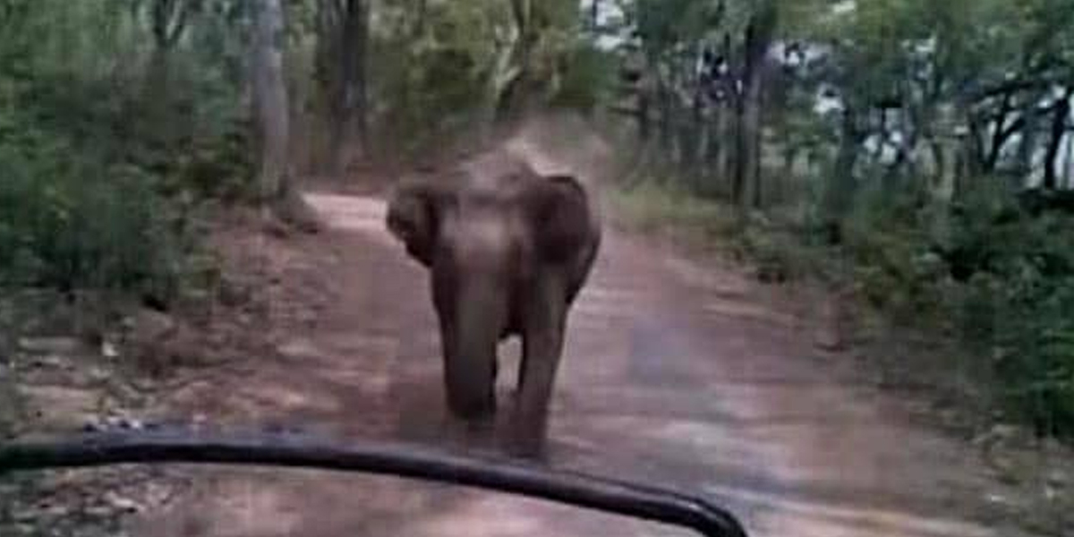 75-year-old doctor dies in suspected elephant attack