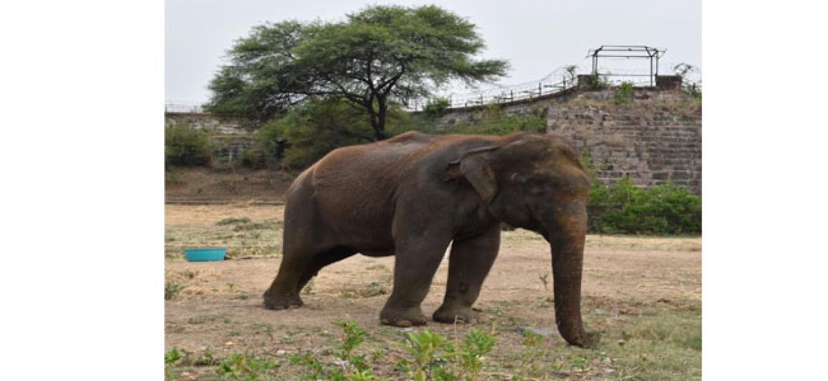 Hyderabad: 44-yr-old she-elephant Jamuna laid to rest