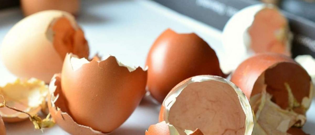 IIT scientists use eggshell membrane to generate electricity