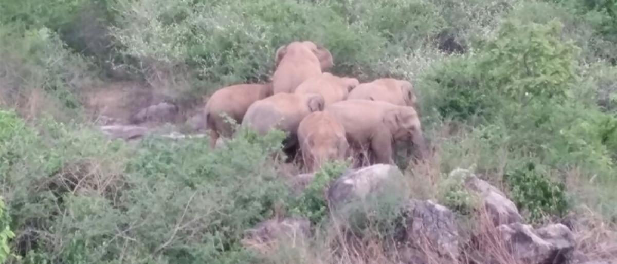 wild elephants return to Odisha