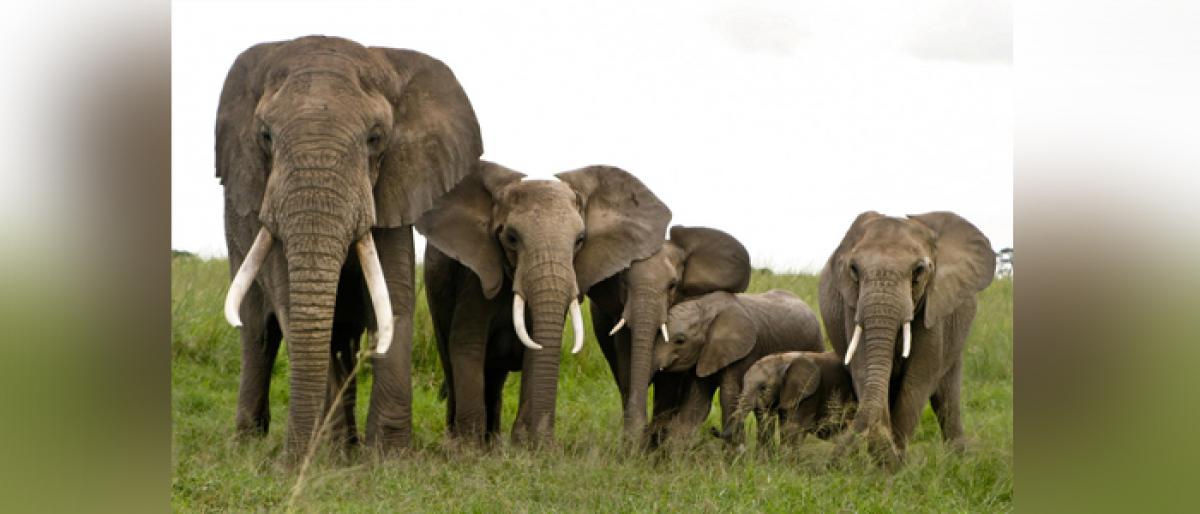 Wild elephants enter Komarada mandal