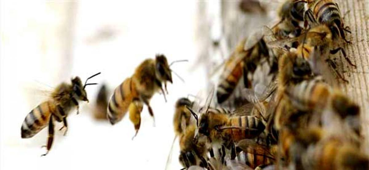 2 killed, 4 injured in bee attack at temple in Tamil Nadus Erode