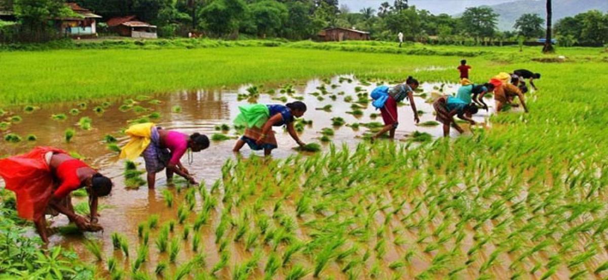 Paddy farmers in Vikarabad losing hopes of reviving crop