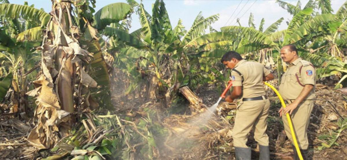 Fire destroys banana plantation