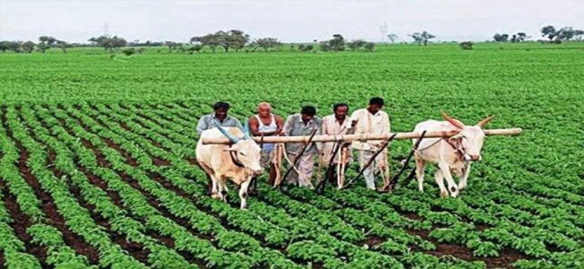 Farmers rush to encash cheques