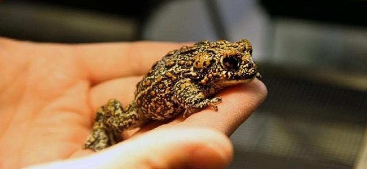 Three new toad species discovered in US