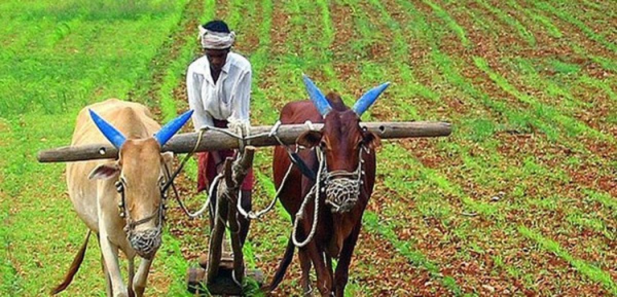 Farmers can avail crop loans at 7 per cent, Aadhaar link a must: RBI