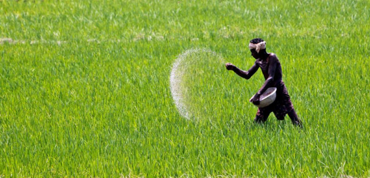 High fertilizer cost hurts farmers