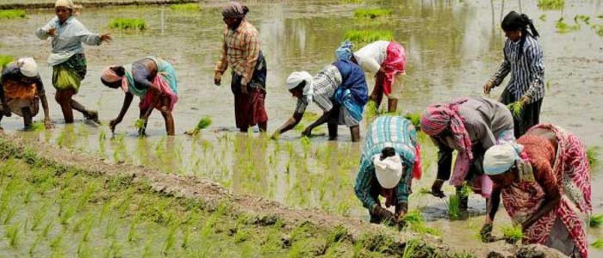 Good rains after long dry spell bring cheers to farmers