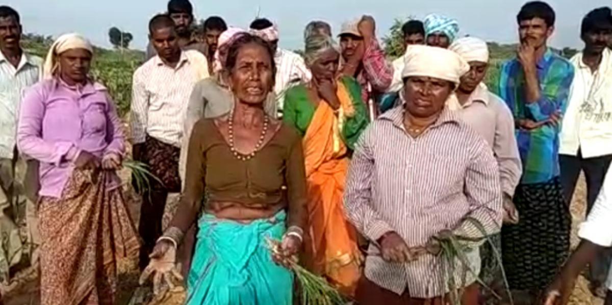 Farmers uproot crops, threaten suicide