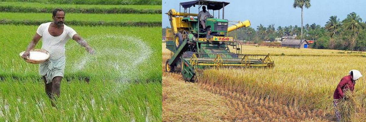 Middlemen exploit paddy farmers in Srikakulam