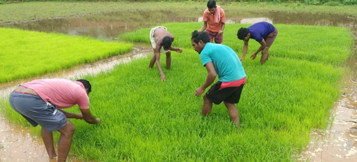 Scanty rainfall hits paddy cultivation