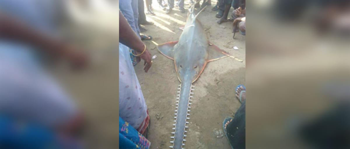 Rare fish Rampam Sora caught at Uppada sea coast