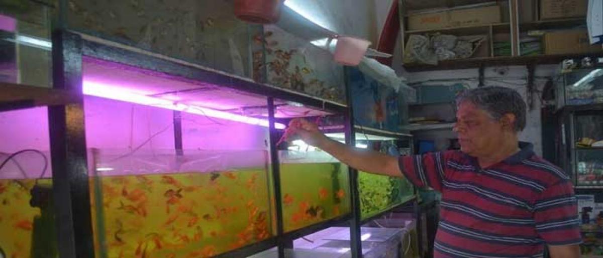 Fish, aquariums give twist to Vaastu dosha