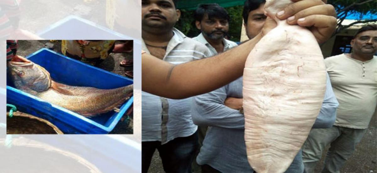 Fishermen brothers sell 30kg Ghol fish for Rs 5.5 lakh
