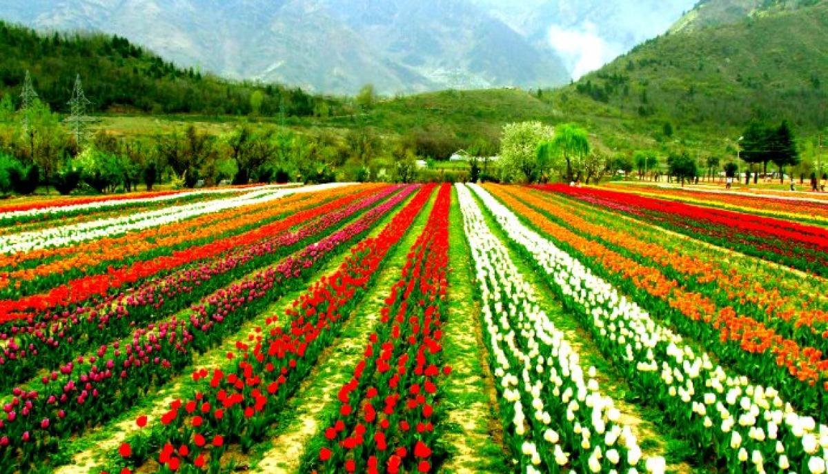 J-K: High-tech poly houses boost floriculture sector