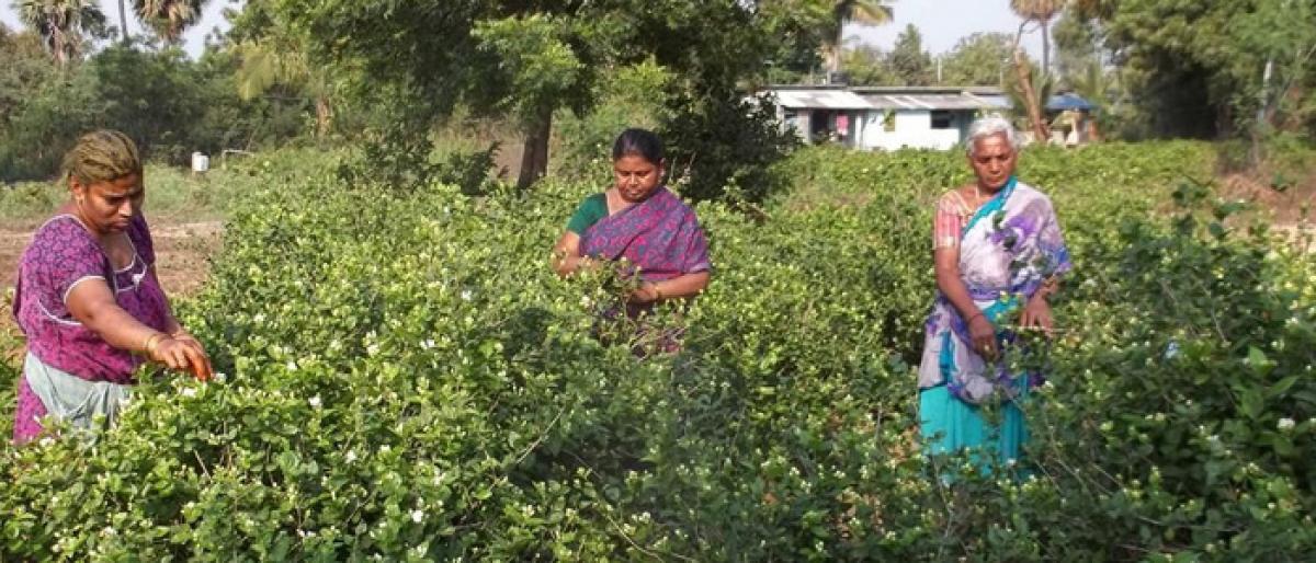 Backyard gardening brings prosperity to women farmers