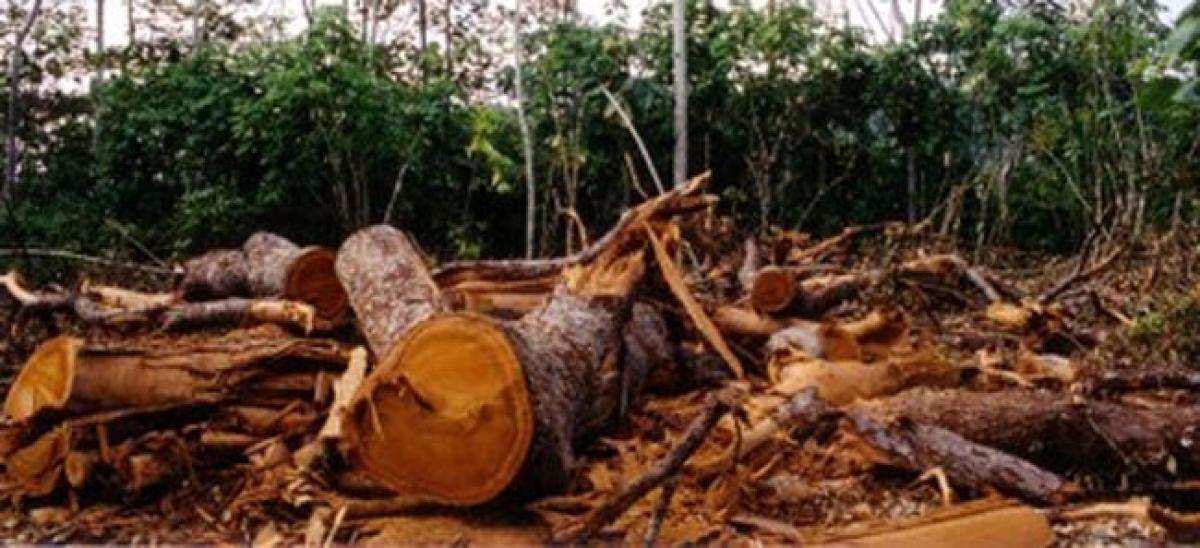 Forest department destroying forests, alleges NGO