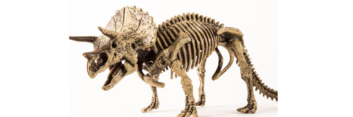 Learn about dinosaurs, fossils