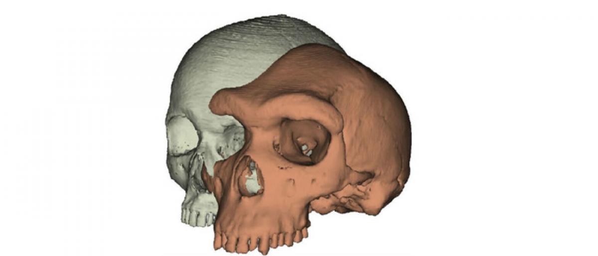 Expressive brows may have played key role in human survival