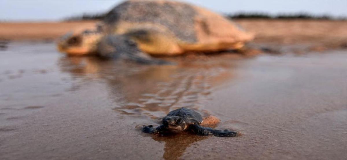 Odisha: Lakhs of baby turtles buried alive as squall hits Gahirmatha