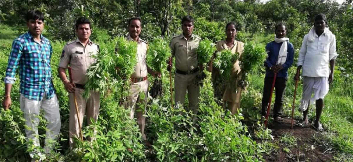 478 ganja plants found in Sirgapur village