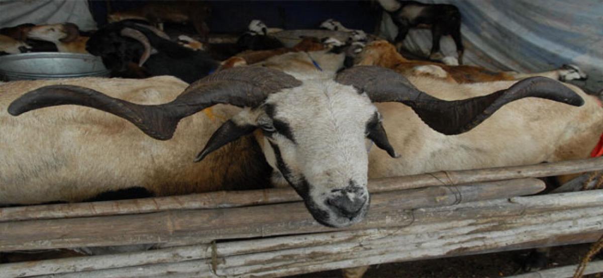 Sheep, goat prices hit the roof